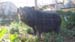 Bernard S25