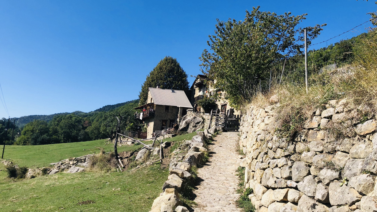 Dominique L36