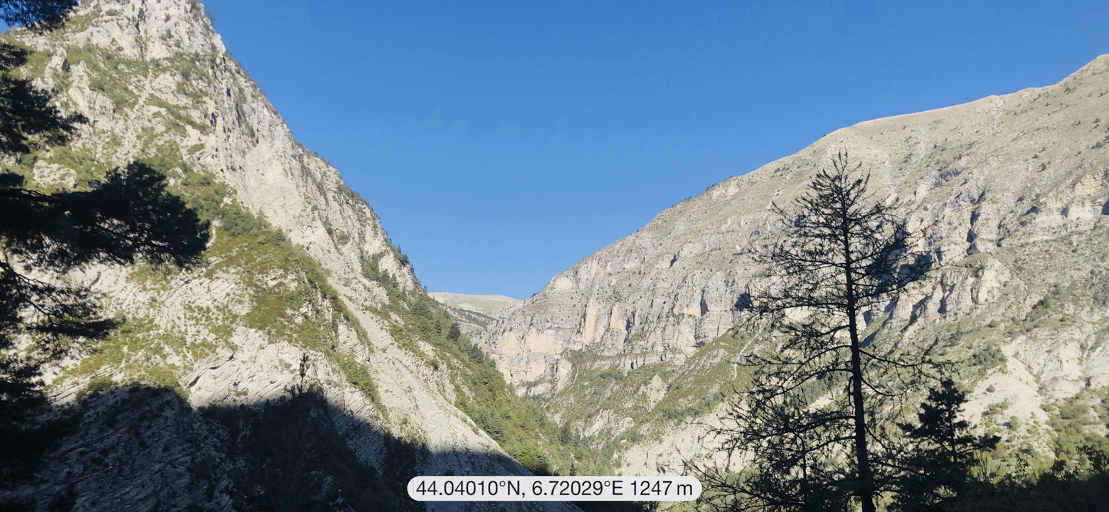 Dominique L49
