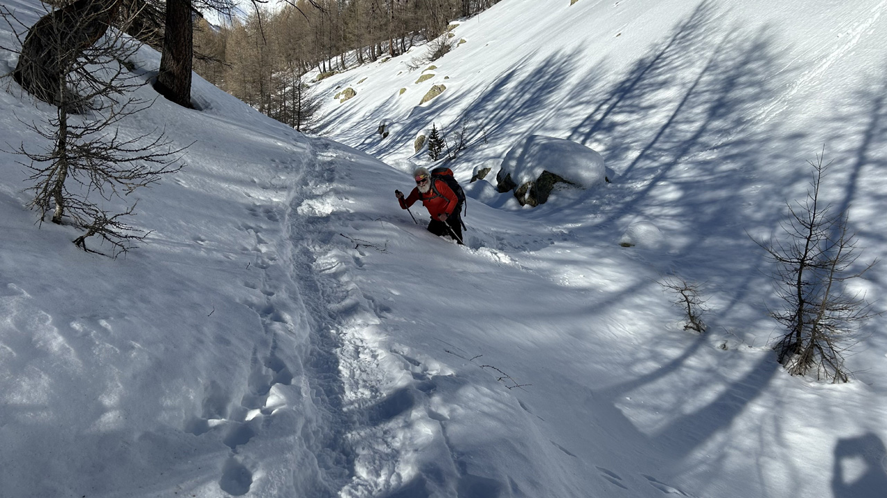 Dominique L14