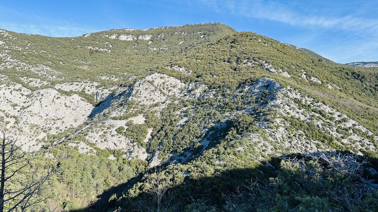 Dominique L02