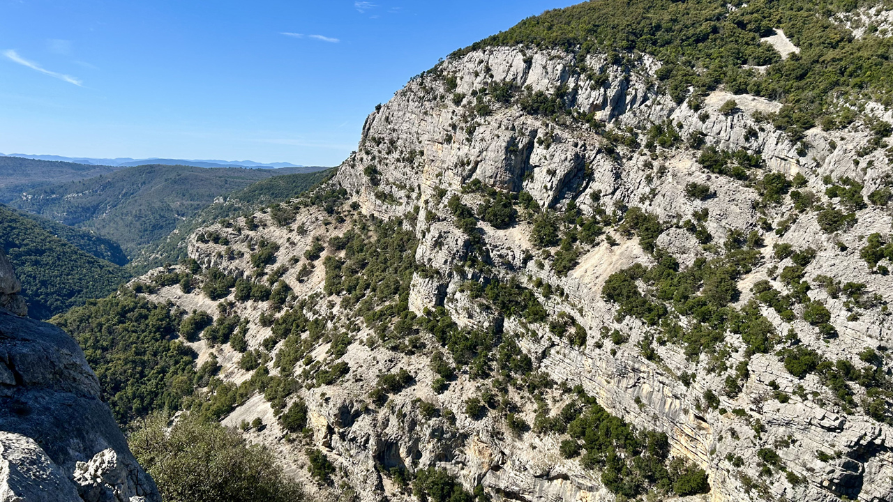 Dominique L25