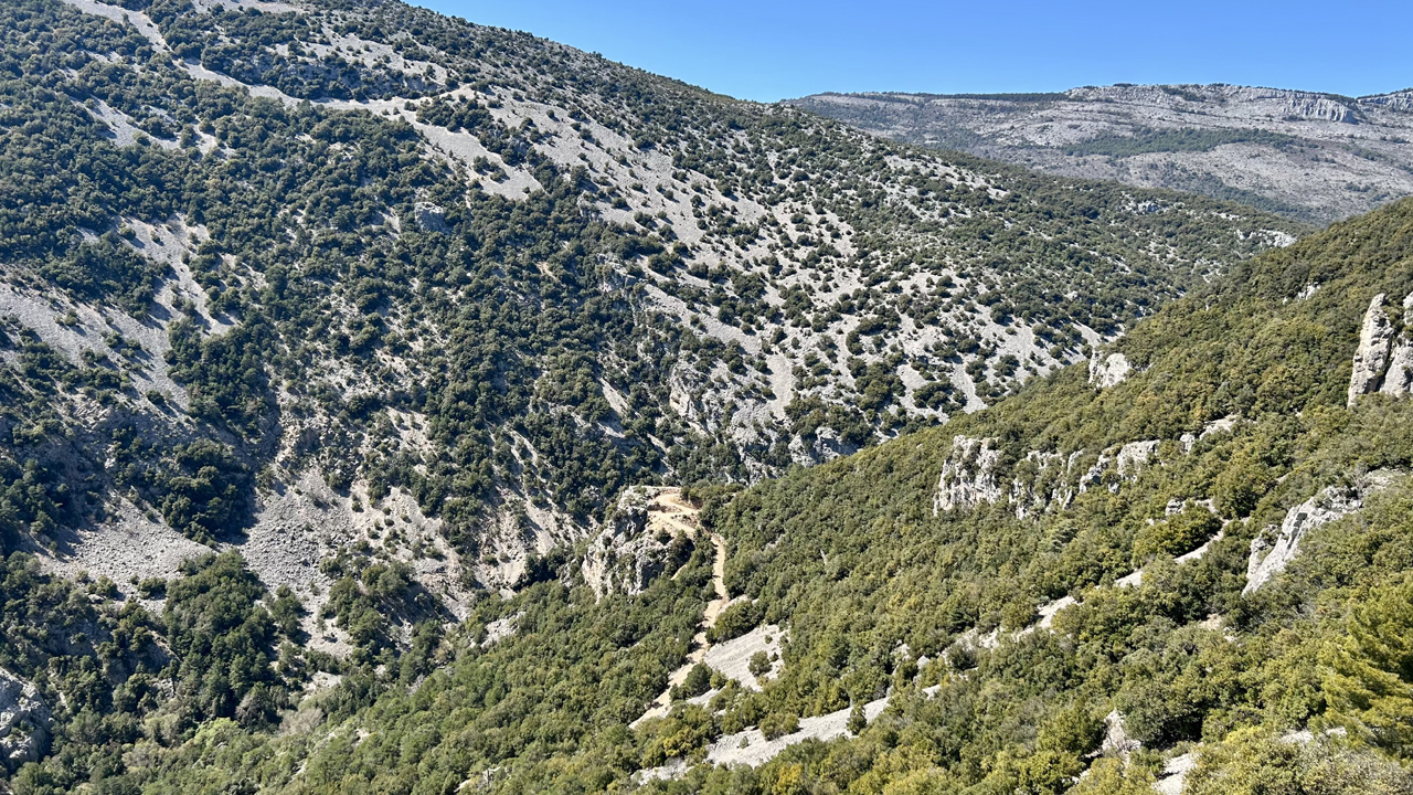 Dominique L34