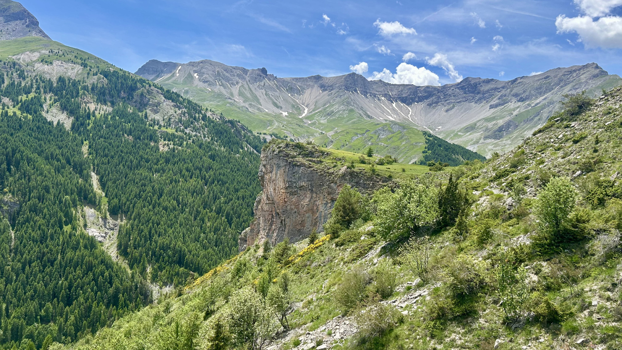 Dominique L14