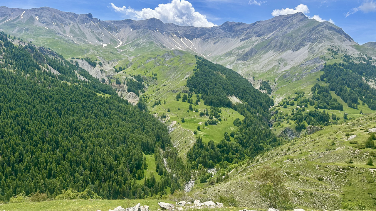Dominique L15