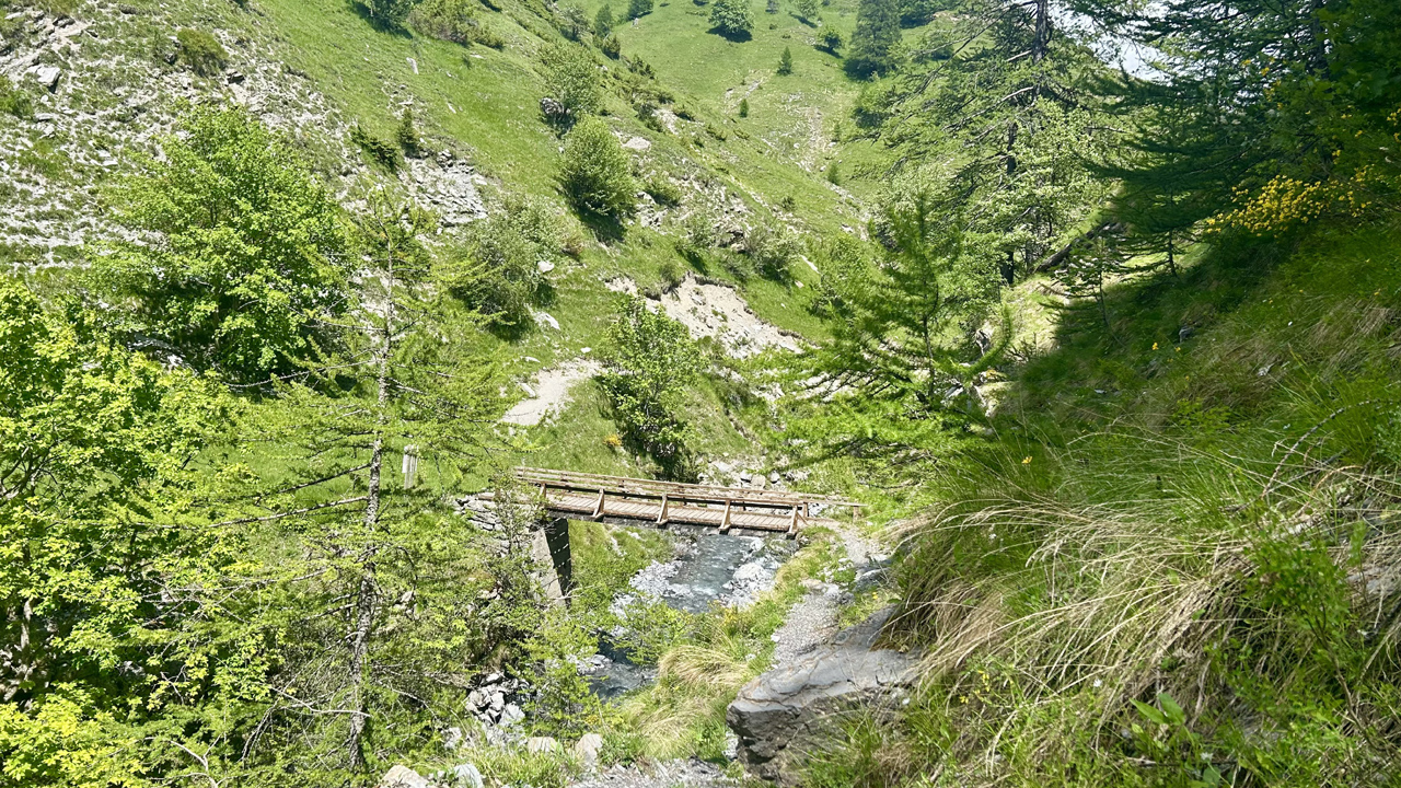 Dominique L19
