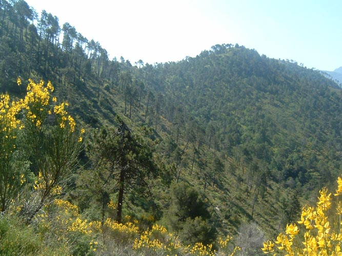 Grazian12