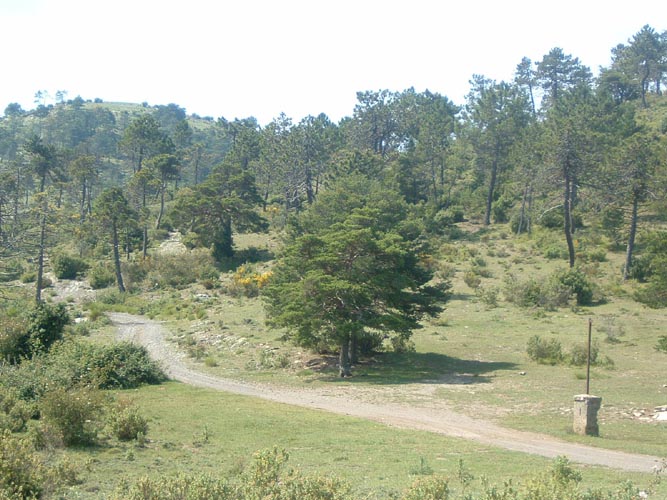 Grazian21