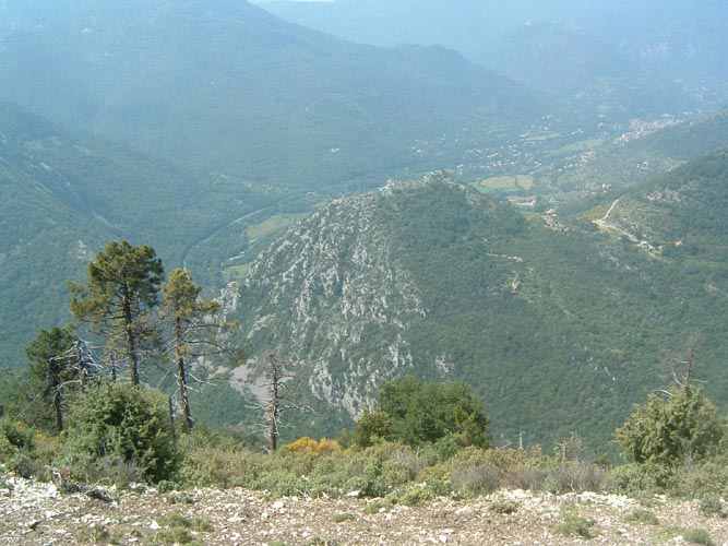 Grazian25