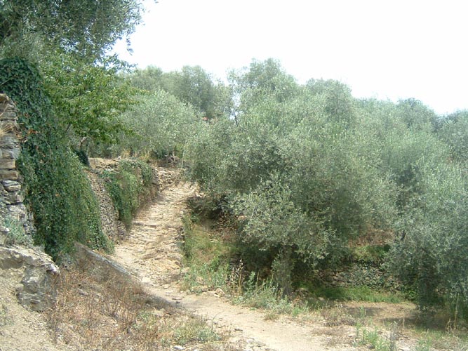 Grazian43