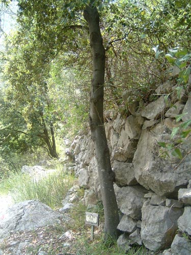 Grazian55