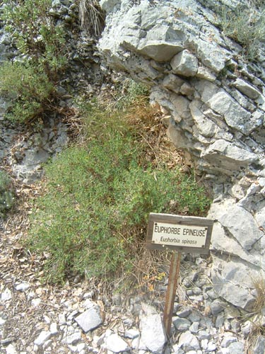 Grazian57