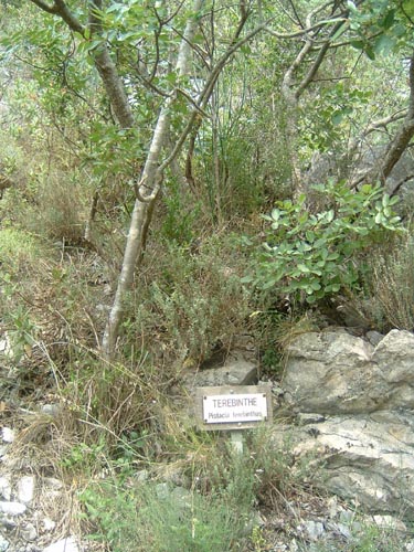 Grazian64