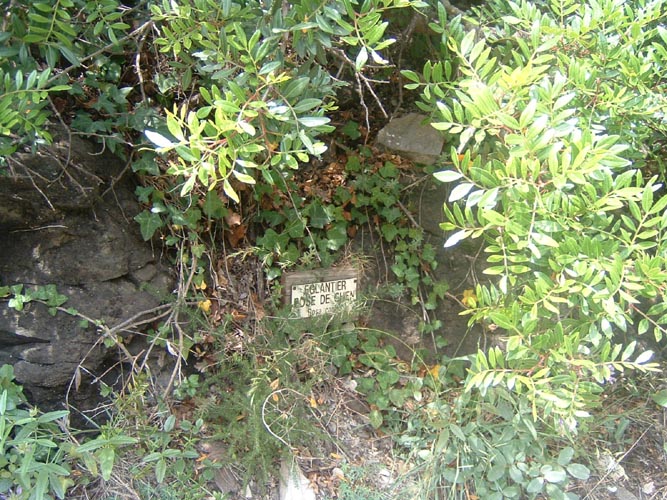 Grazian81