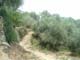 Grazian43